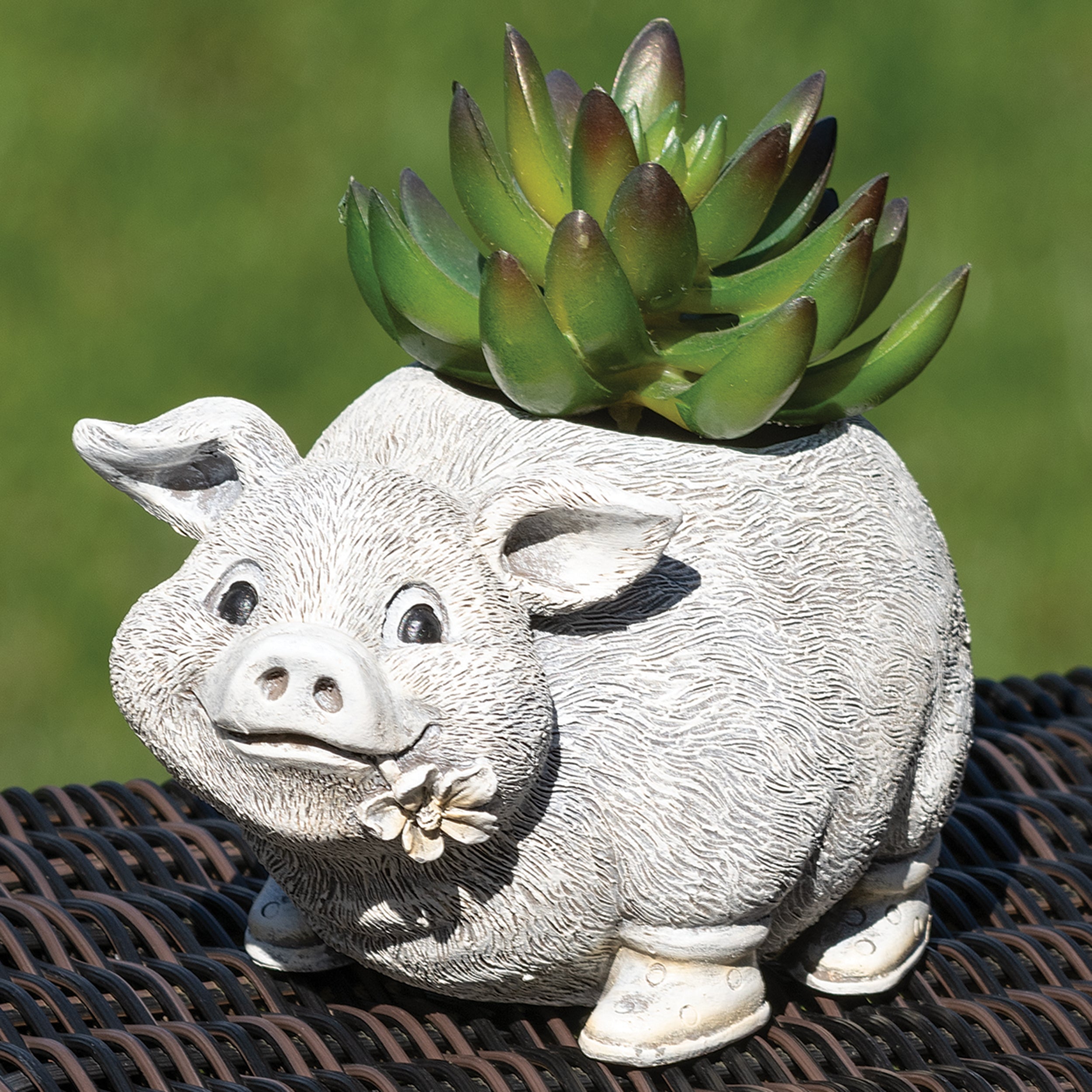 succulent pigs Roman Pudgy Pals Mini Pig Planter