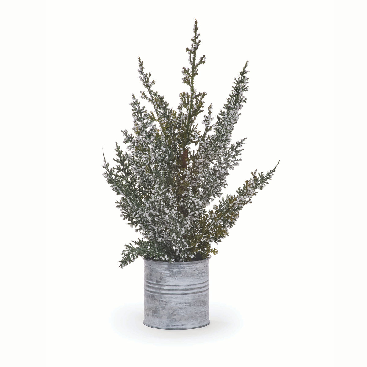 Snow Covered Cedar W/Berry Plant