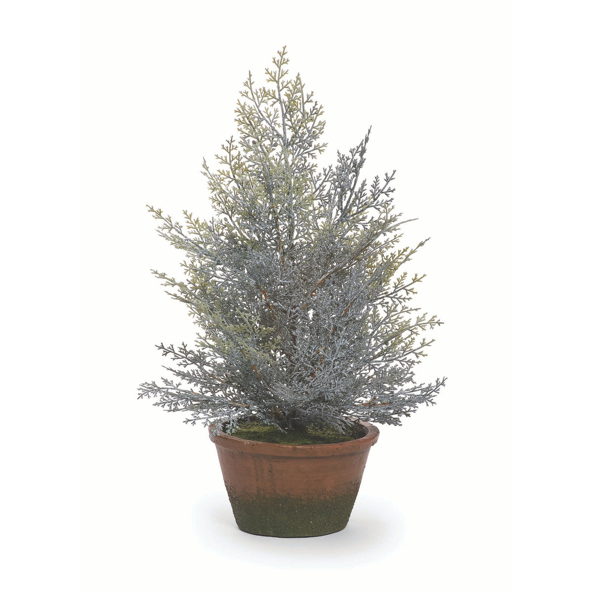Cedar Tree in Brown Pot