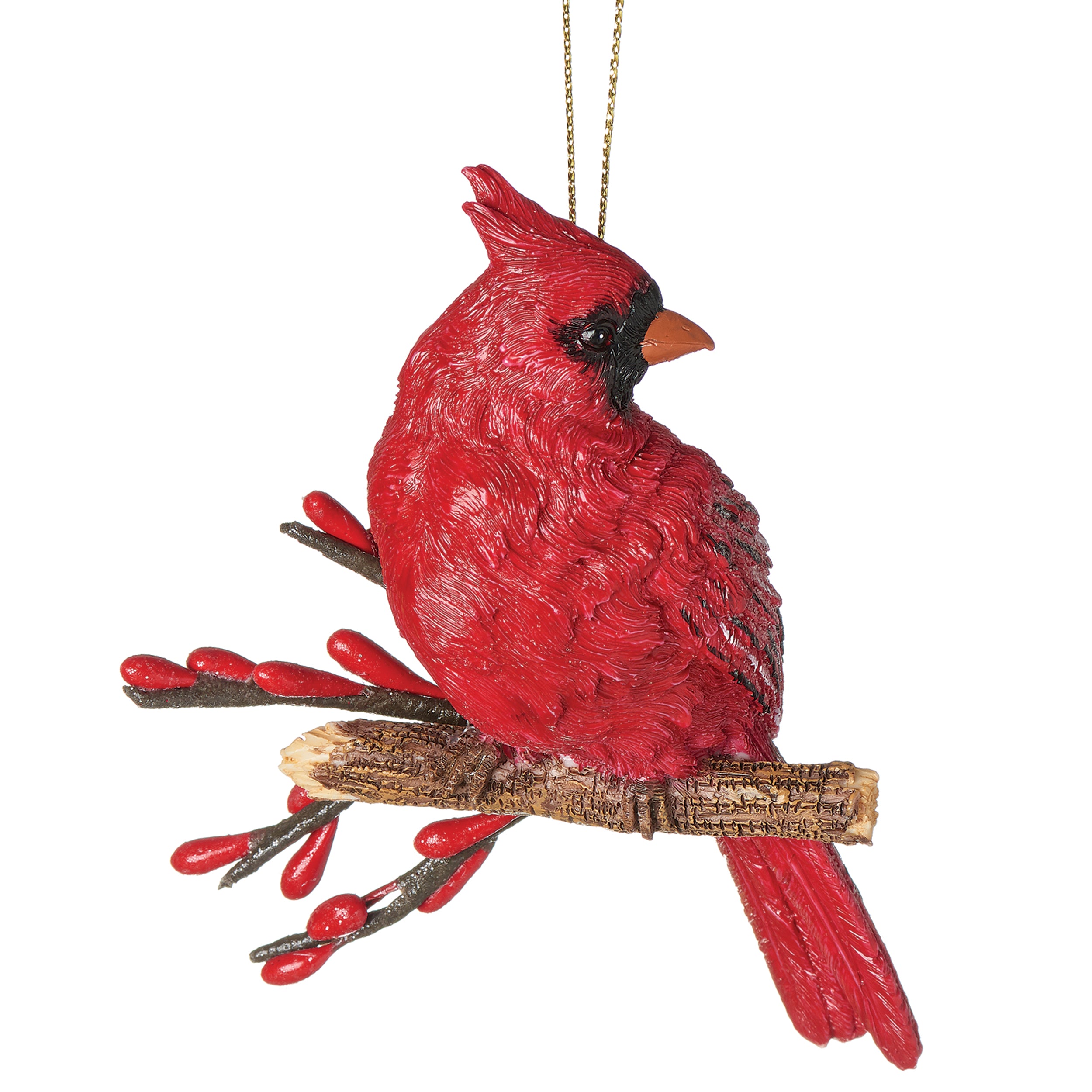ROMAN Cardinal on Branch