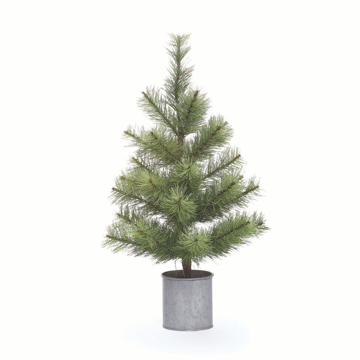Pine Tree in Tin Pot